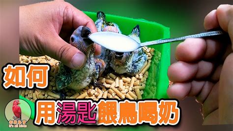 養鳥|【鸚鵡飼養教學】用一隻湯匙餵食鸚鵡幼鳥~20年養鳥技術交給你